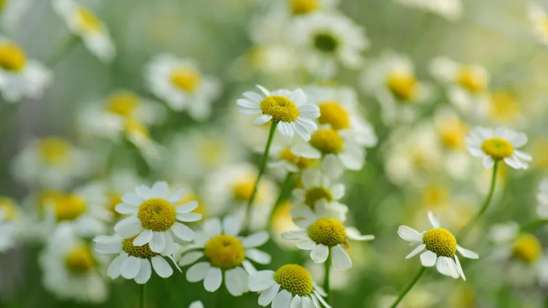 Macro shot of a Chamomile flower showing textured yellow center details.