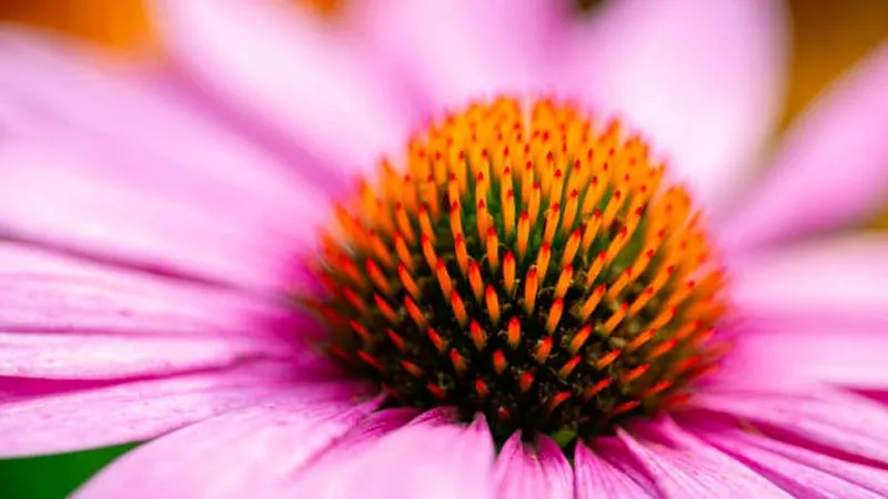 Macro close-up of a bright Echinacea flower cone center with vivid orange spines and drooping pink petals.