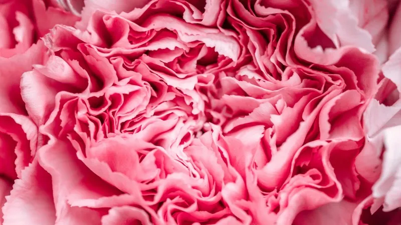 Macro shot of vivid pink Carnation flower petals in full bloom with detailed ruffled edges.
