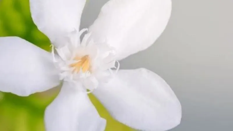 Macro close-up of white five-petal Cape Jasmine flower with yellow stamens