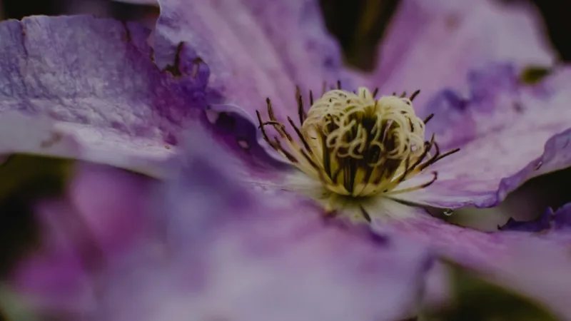 Extreme close-up of pale lavender Clematis flower highlighting the feathery stamen cluster.