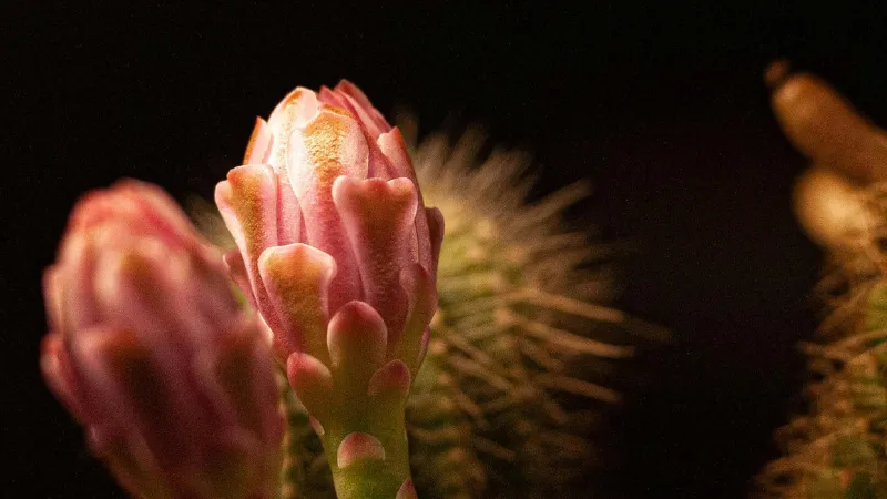 Layered Bud Cactus flower showing detailed macro texture.