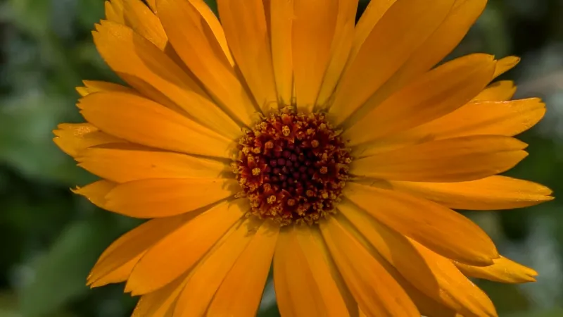 Macro View Calendula flower center showing detailed petals.