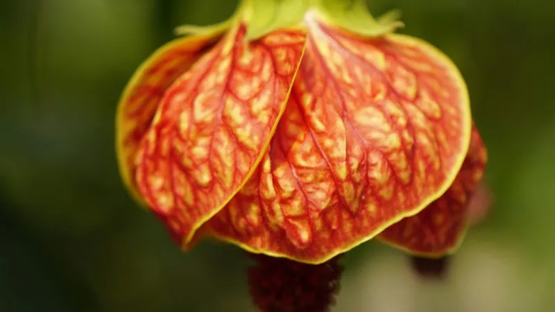 Close-up of a red-orange Chinese Lantern flower pod showing intricate yellow vein patterns.