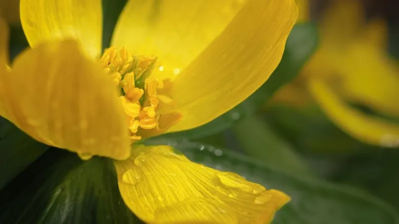 Extreme close-up of yellow Christmas Aconite flower showing stamens and water droplets.