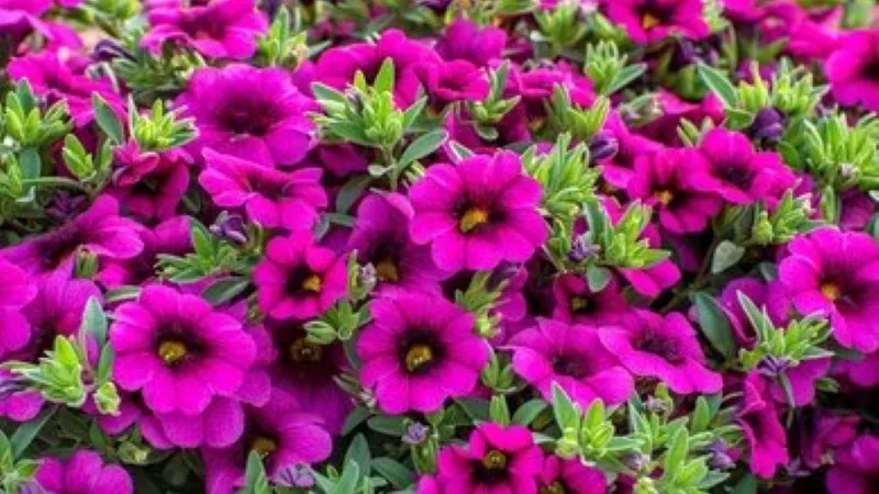 Dense Magenta Calibrachoa flower display showing full seasonal bloom.