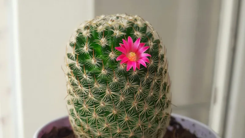 Bright Magenta Cactus flower blooming among sharp spines.