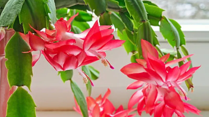 Macro close-up of magenta Christmas Cactus flower buds and blooms with detailed textures.