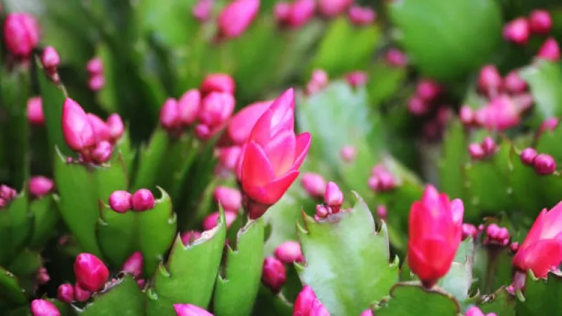 Magenta Christmas Cactus flower blooms cascading from a white pot outdoors.