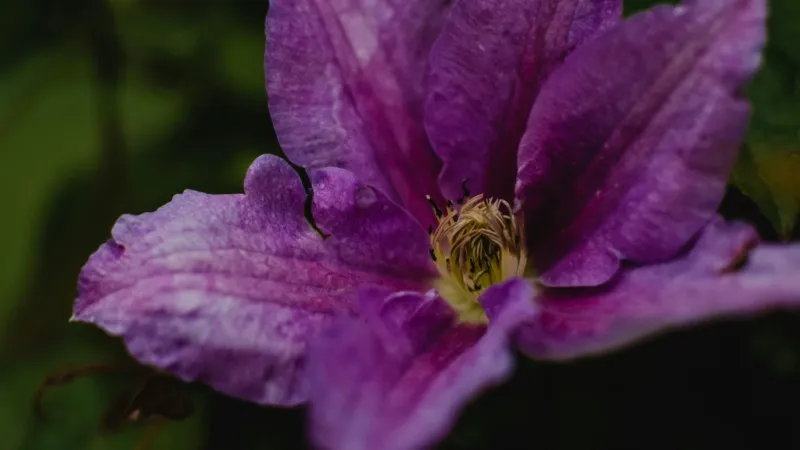 Single magenta-purple Clematis flower in close-up showing yellow-green stamens.