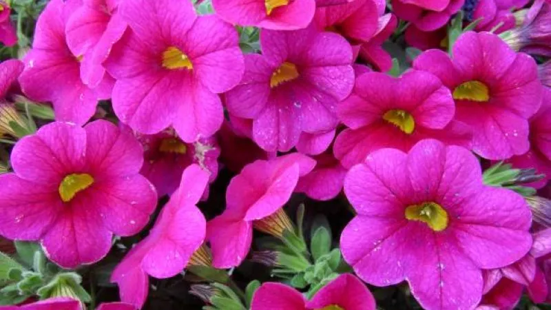 Close-Up Magenta Calibrachoa flower with bright yellow centers.