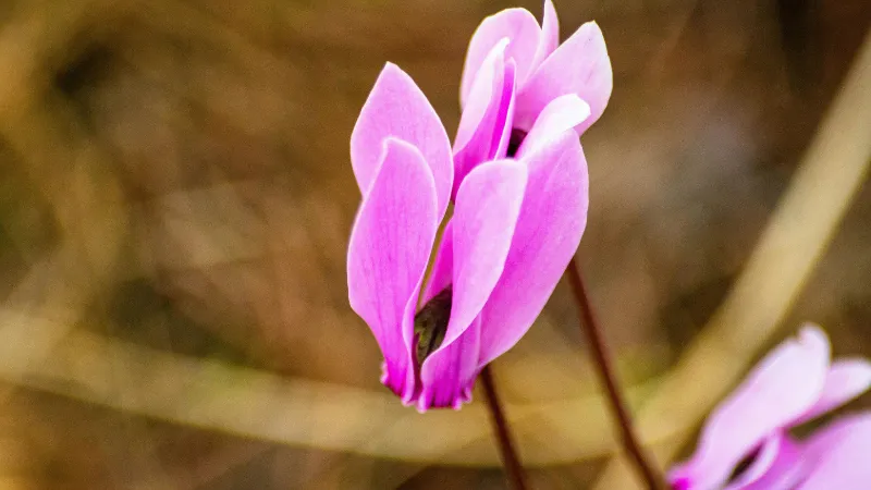 Single pink Cyclamen flower on a slender stem against a blurred natural background.