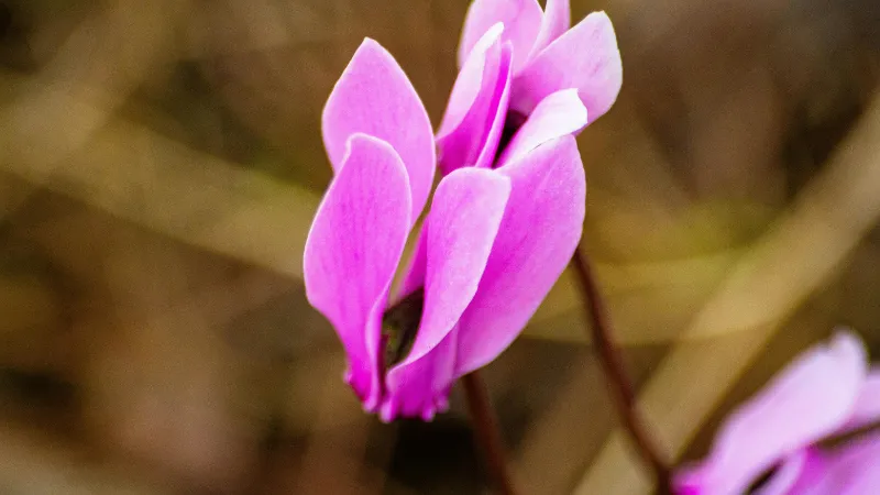 Close-up of a magenta-pink Cyclamen flower with a dark center against a soft background.