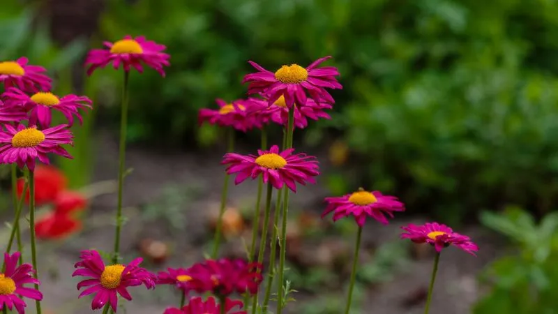 Bright magenta painted daisy flowers growing in a garden with green backdrop