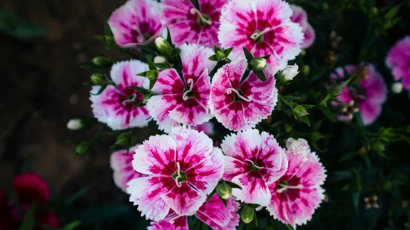 Close cluster of magenta and white Clove Pink flower blooms with deep centers against a dark background.