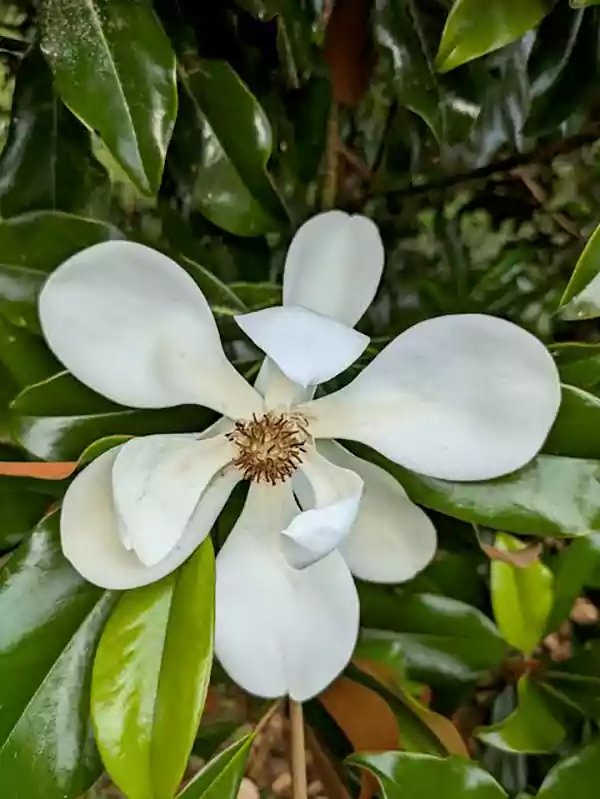 Magnolia