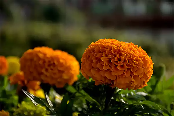 Marigold