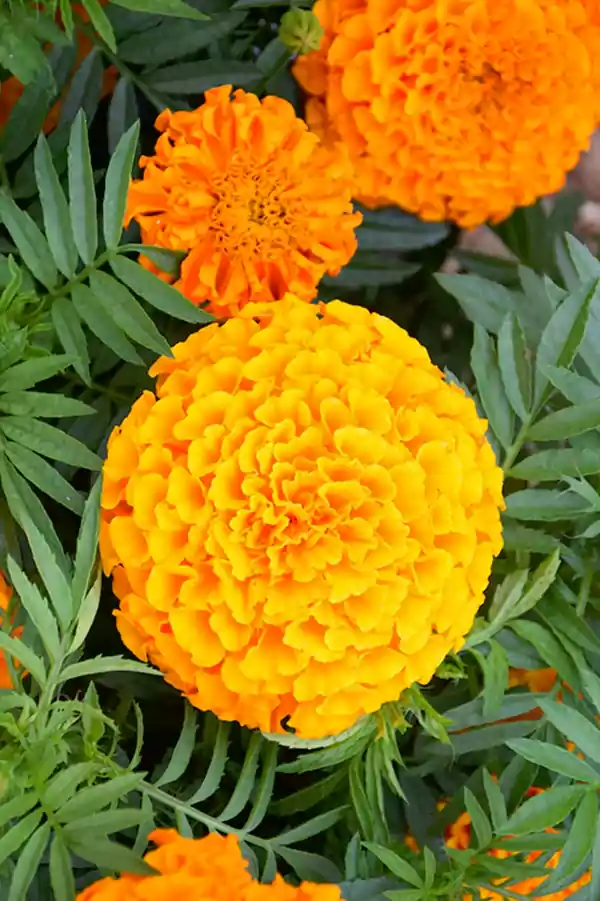 Marigold