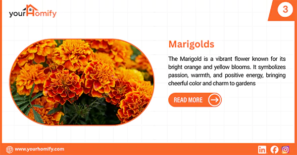 Marigold
