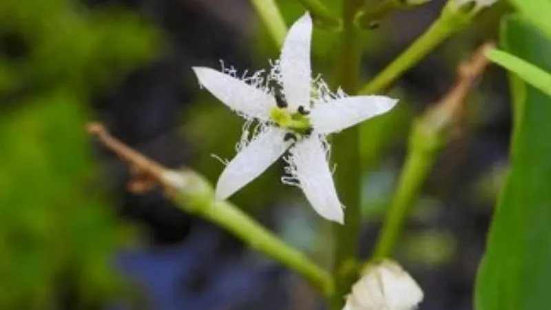 Marsh Environment Buckbean flower growing among aquatic vegetation.