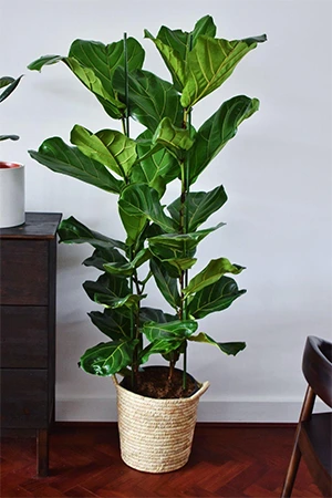 Matching Plants