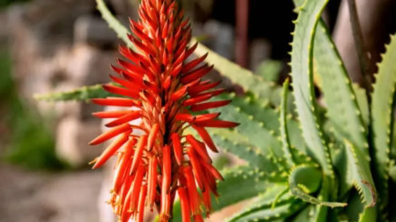 Mature blooming Aloe plant with vibrant flower spikes.