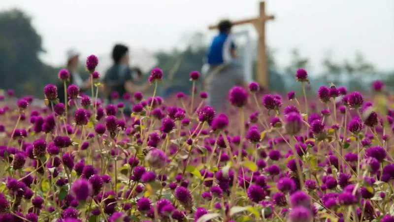 Detailed close-up Amaranth flower clusters showing dense colorful blooms.