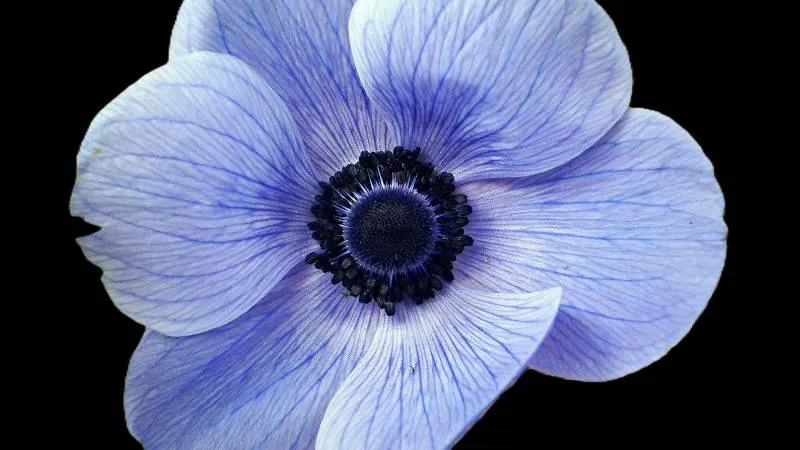 Mature blooming Anemone flowers at their peak flowering stage.