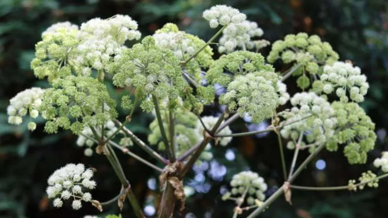Mature blooming Angelica plant with tall flowering stems.