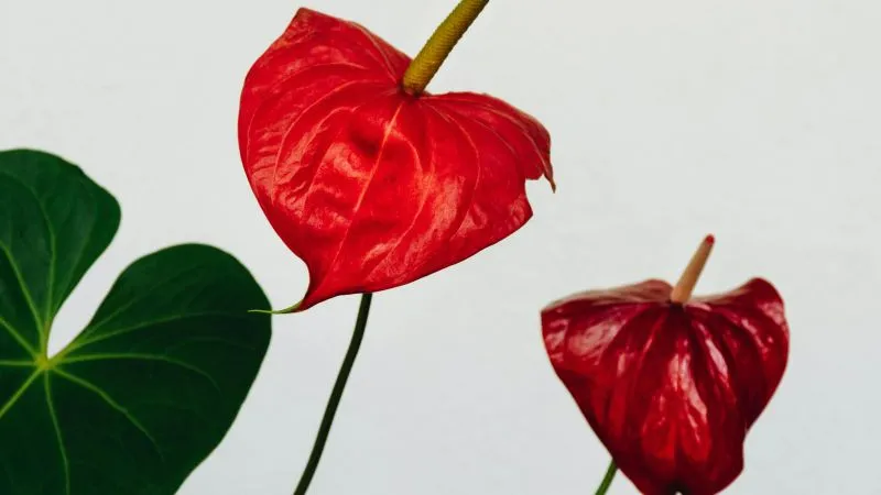 Mature blooming Anthurium flower in full bloom.