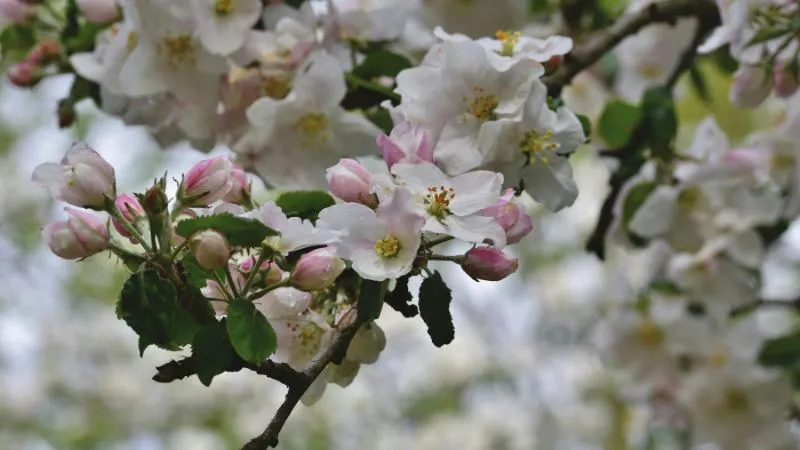 Mature blooming Apple Blossom flower in full bloom.