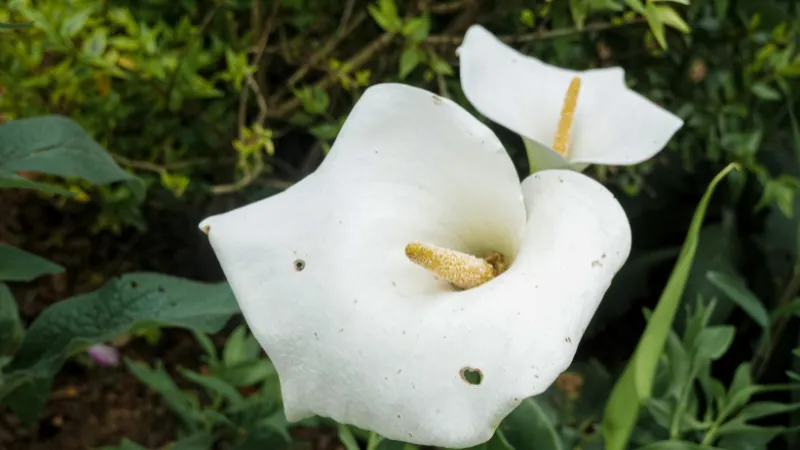 Mature blooming Arum flower in full bloom.