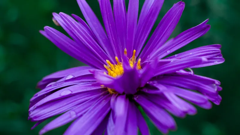 Mature blooming Aster flower in full bloom.