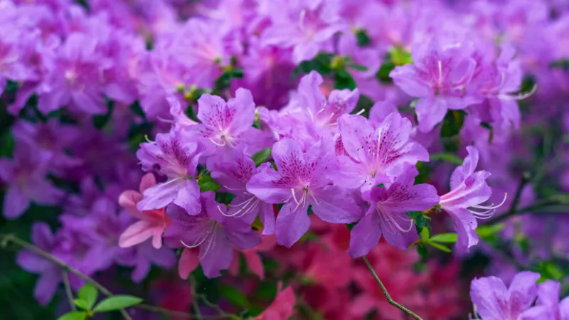 Mature blooming Azalea flower in full bloom.