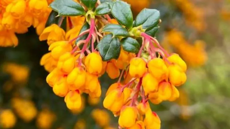 Mature blooming Barberry flower in full bloom.