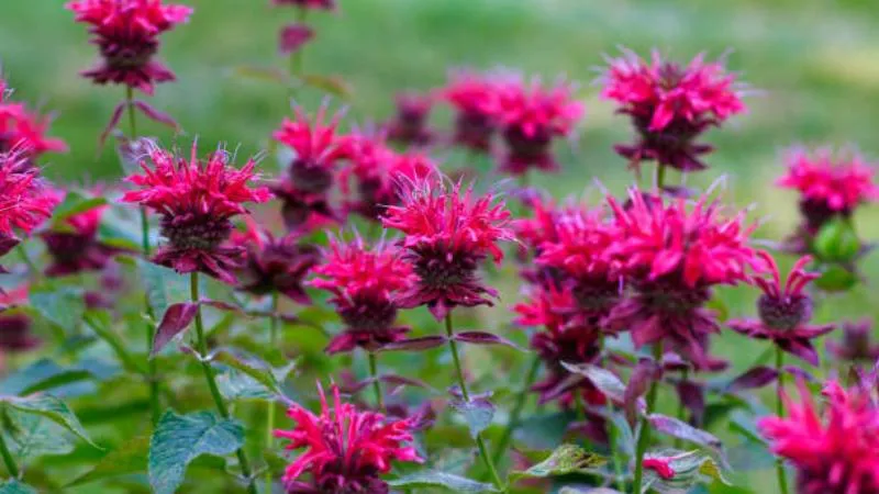 Healthy mature Bee Balm plant covered with flowers.