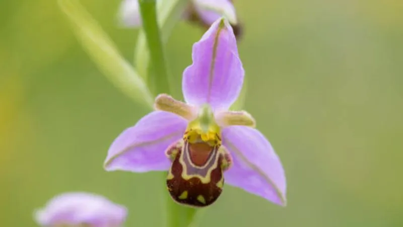 Mature blooming Bee Orchid flower in full bloom.
