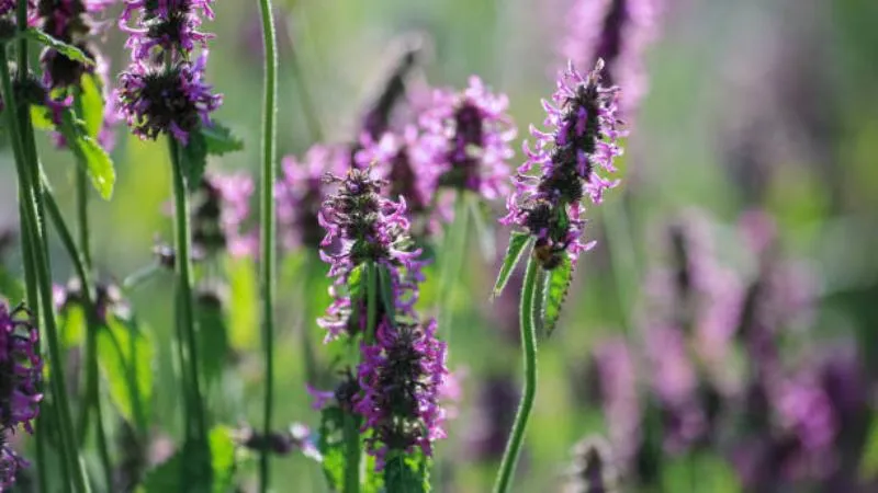 Mature blooming Betony flower plant covered with blossoms.