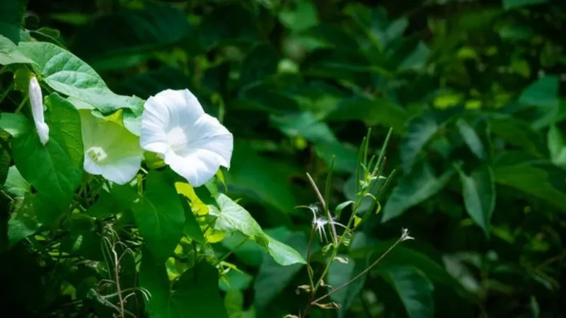 Mature plant Bindweed flower displaying open blossoms.