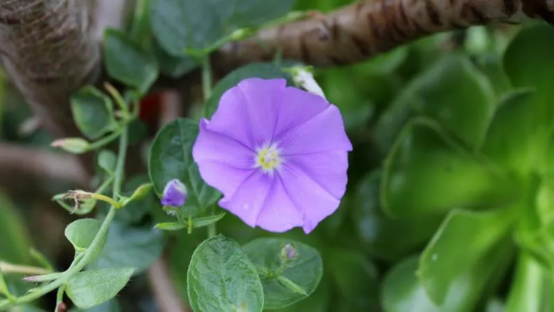 Mature plant Purple Bindweed flower covered with blossoms.