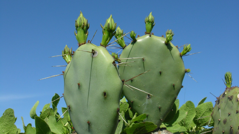 Mature Eastern Prickly Pear Cactus cluster