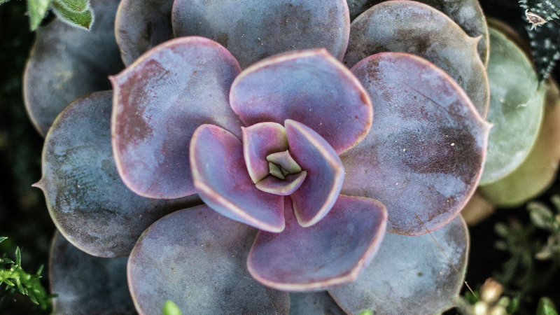 Mature Echeveria plant