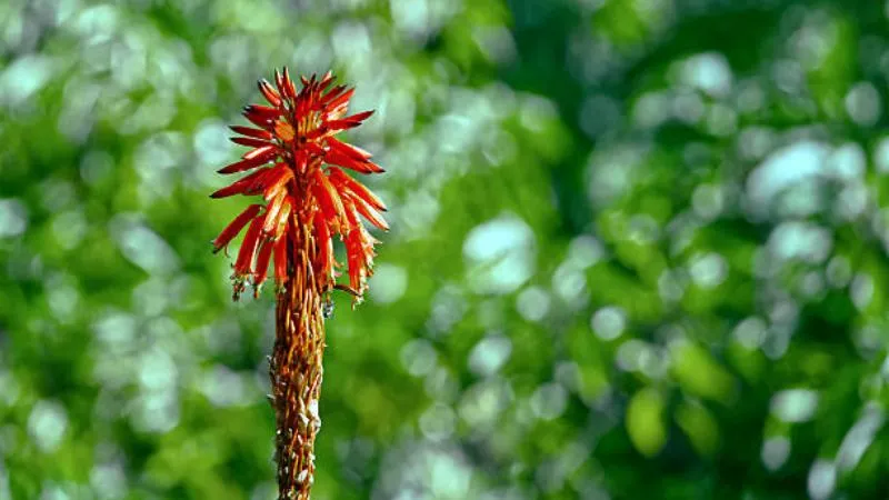 Mature garden Aloe flower stalk with clustered blooms.