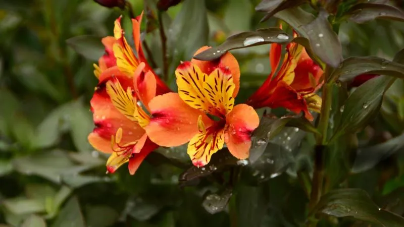 Mature blooming Alstroemeria flowers at their peak flowering stage.