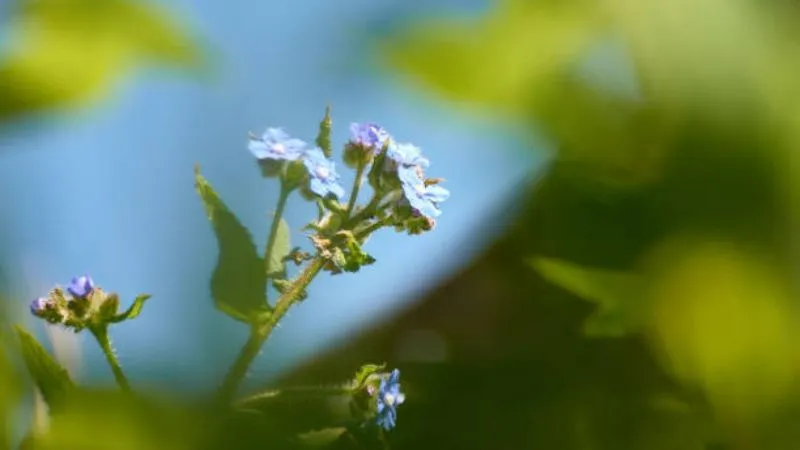 Blooming Garden Bugloss flower creating floral beauty.