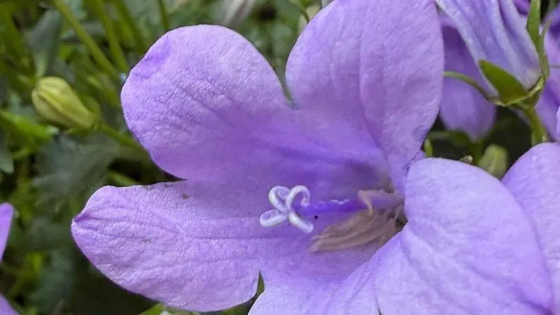 Mature Plant Bluebell flower covered with colorful blooms.