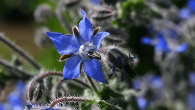 Mature Plant Borage flower covered with abundant blooms.