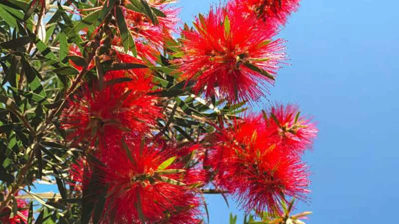 Mature Plant Bottle Brush flower covered with abundant blooms.