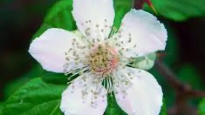 Mature plant Bramble flower covered with abundant blossoms.