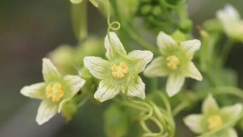 Mature Vine Bryony flower covered with beautiful blooms.